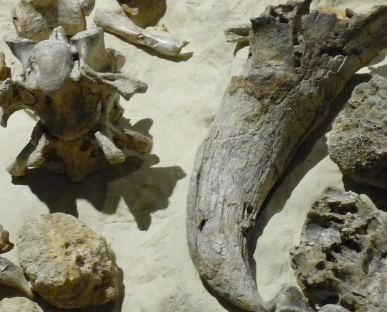 Paleosuperfice di Isernia La Pineta